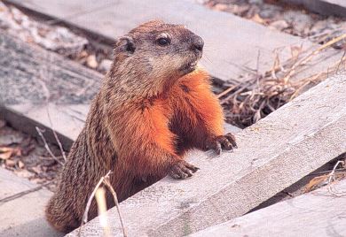 Le Woodchuck Victorieux